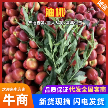 山东油桃上市！中油四，126黄心油桃，电商团购全国代发！