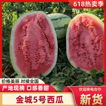 【实力供货】金城5号西瓜包熟包甜基地直发品质保证