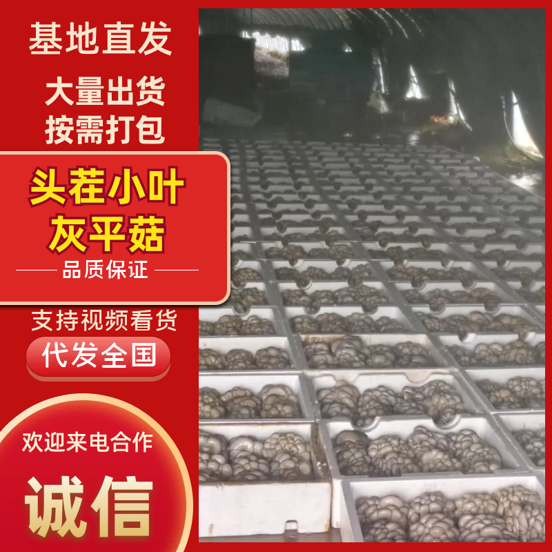 河北头茬小叶灰平菇自家菌棚叶小肥提供纸箱泡沫箱框子承接餐饮