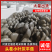 河北头茬小叶灰平菇自家菌棚叶小肥提供纸箱泡沫箱框子承接餐饮
