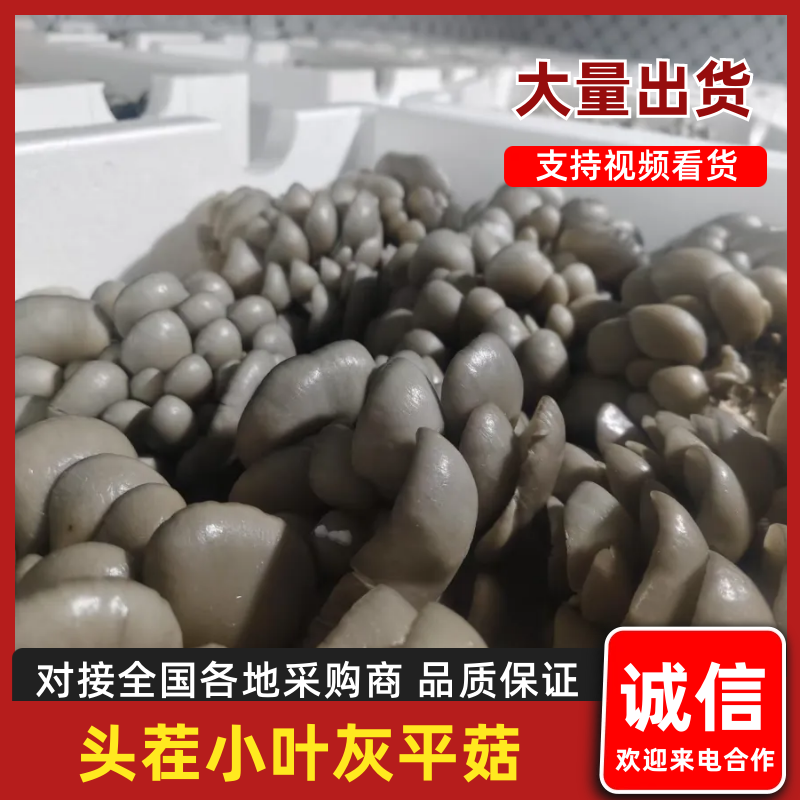 河北头茬小叶灰平菇自家菌棚叶小肥提供纸箱泡沫箱框子承接餐饮