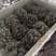 河北头茬小叶灰平菇自家菌棚叶小肥提供纸箱泡沫箱框子承接餐饮