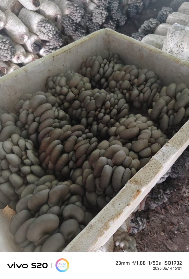 河北头茬小叶灰平菇自家菌棚叶小肥提供纸箱泡沫箱框子承接餐饮