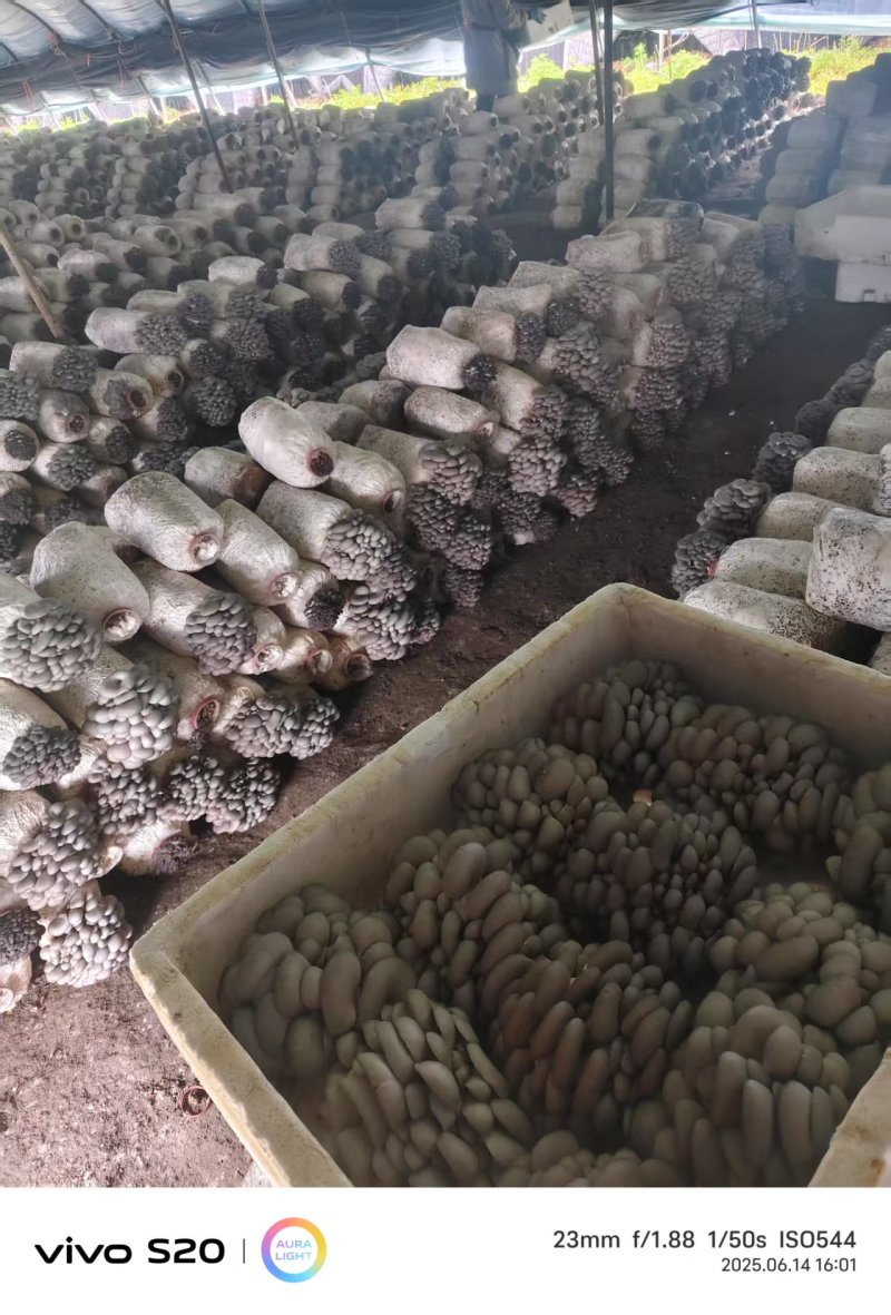 河北头茬小叶灰平菇自家菌棚叶小肥提供纸箱泡沫箱框子承接餐饮