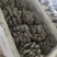 河北头茬小叶灰平菇自家菌棚叶小肥提供纸箱泡沫箱框子承接餐饮