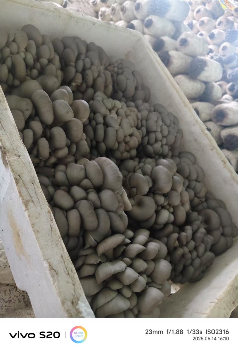 河北头茬小叶灰平菇自家菌棚叶小肥提供纸箱泡沫箱框子承接餐饮