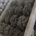 河北头茬小叶灰平菇自家菌棚叶小肥提供纸箱泡沫箱框子承接餐饮