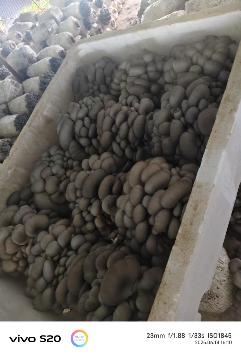 河北头茬小叶灰平菇自家菌棚叶小肥提供纸箱泡沫箱框子承接餐饮