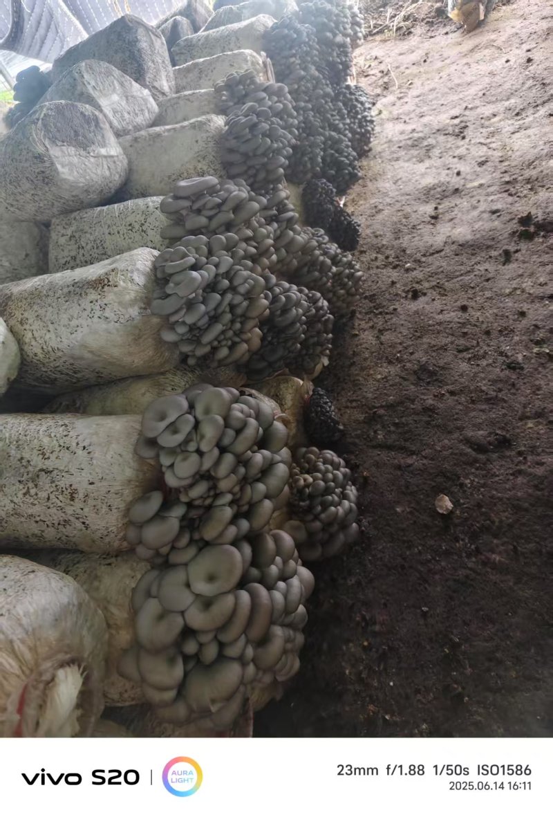 河北头茬小叶灰平菇自家菌棚叶小肥提供纸箱泡沫箱框子承接餐饮