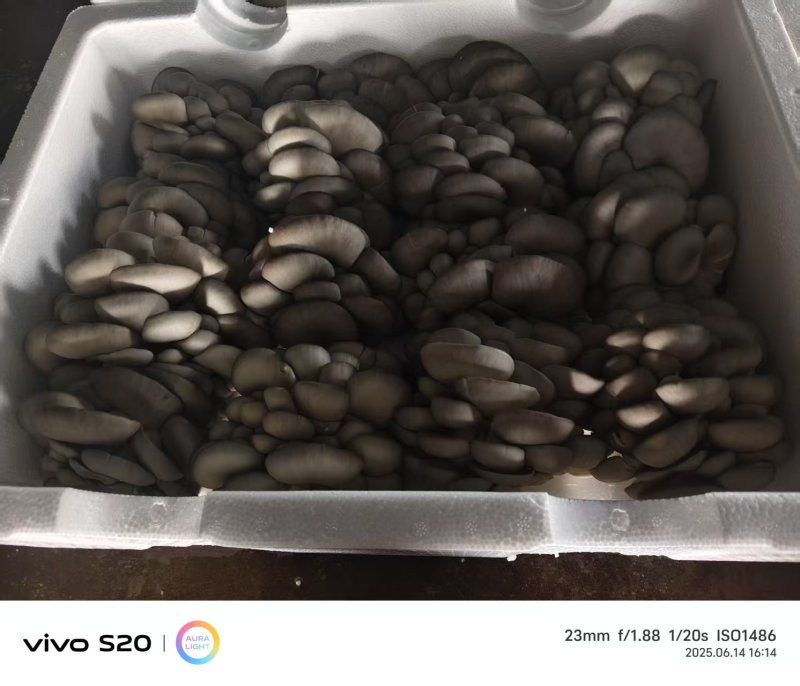 河北头茬小叶灰平菇自家菌棚叶小肥提供纸箱泡沫箱框子承接餐饮