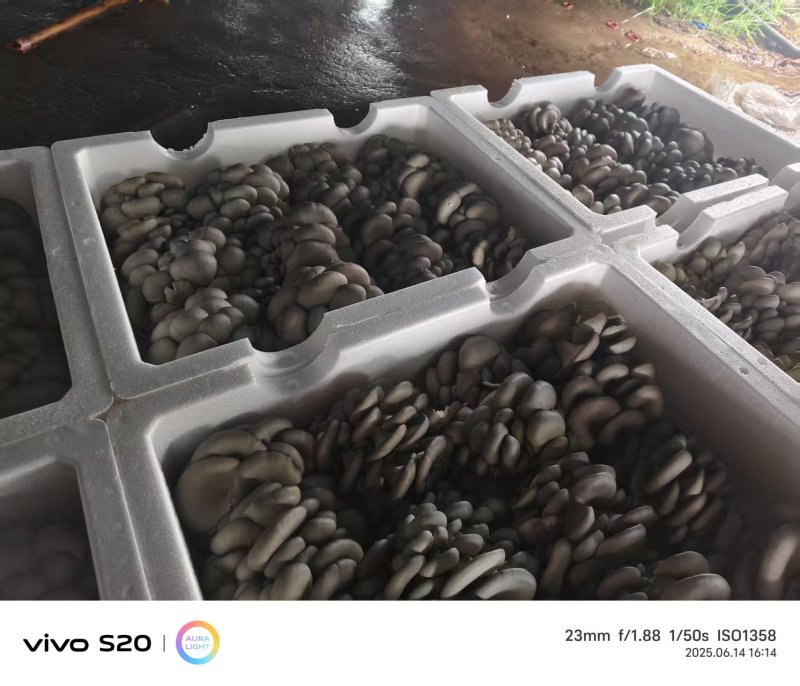 河北头茬小叶灰平菇自家菌棚叶小肥提供纸箱泡沫箱框子承接餐饮