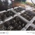 河北头茬小叶灰平菇自家菌棚叶小肥提供纸箱泡沫箱框子承接餐饮