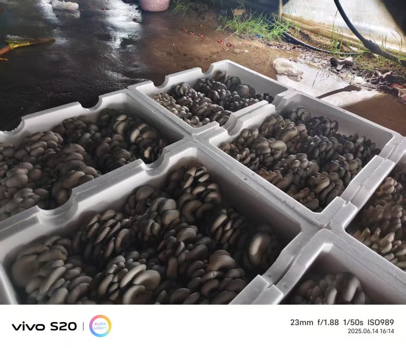 河北头茬小叶灰平菇自家菌棚叶小肥提供纸箱泡沫箱框子承接餐饮