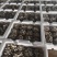 河北头茬小叶灰平菇自家菌棚叶小肥提供纸箱泡沫箱框子承接餐饮