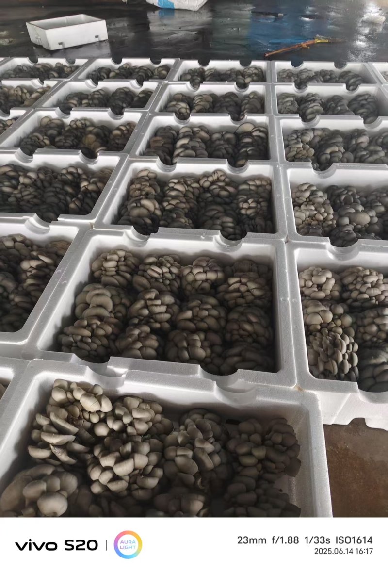 河北头茬小叶灰平菇自家菌棚叶小肥提供纸箱泡沫箱框子承接餐饮