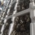 河北头茬小叶灰平菇自家菌棚叶小肥提供纸箱泡沫箱框子承接餐饮