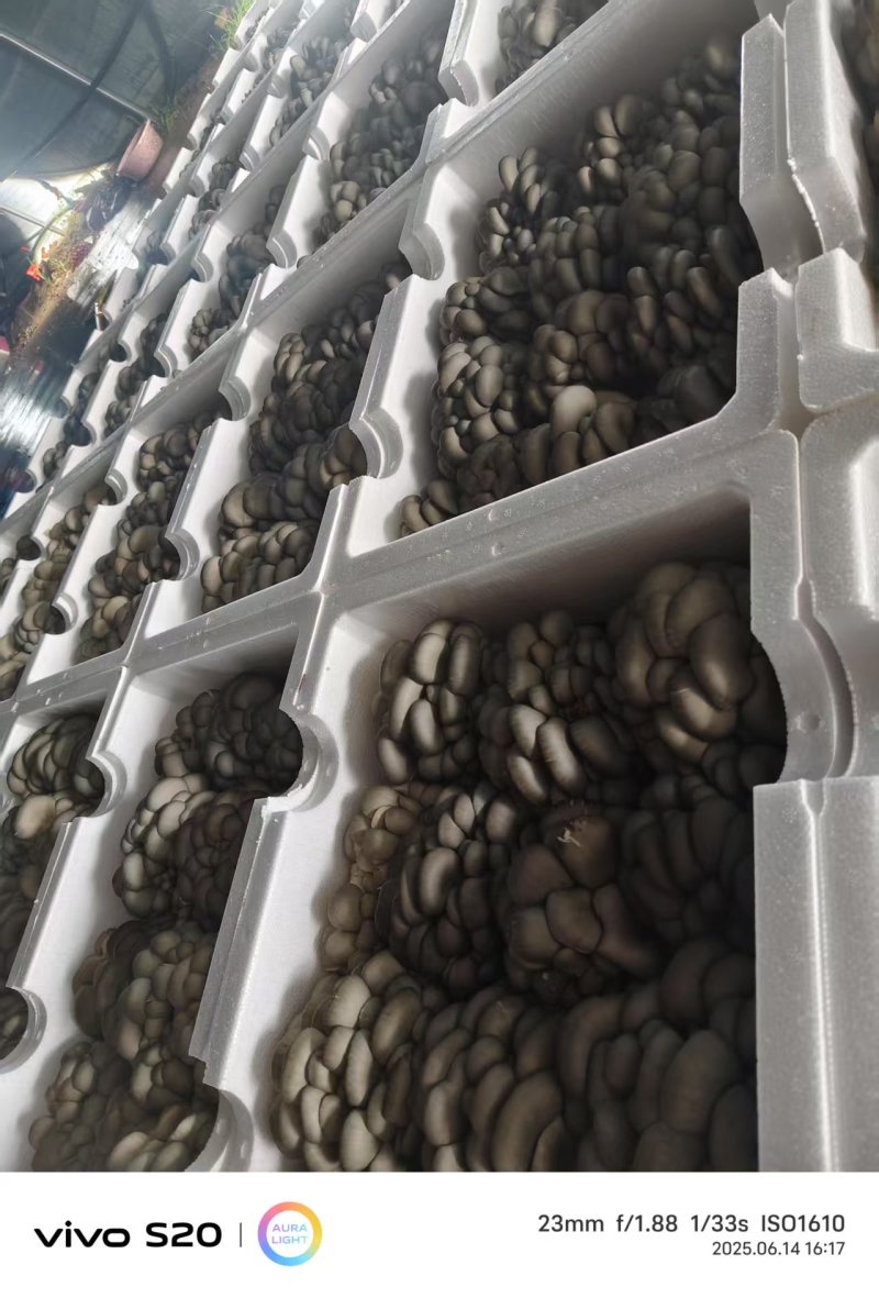 河北头茬小叶灰平菇自家菌棚叶小肥提供纸箱泡沫箱框子承接餐饮
