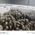 河北头茬小叶灰平菇自家菌棚叶小肥提供纸箱泡沫箱框子承接餐饮