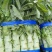 山东临沂兰陵尖叶莴笋量大价优视频看货对接全国电商商超