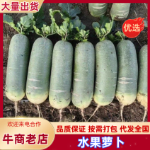 【优选】水果萝卜产地直发货源充足保质保量