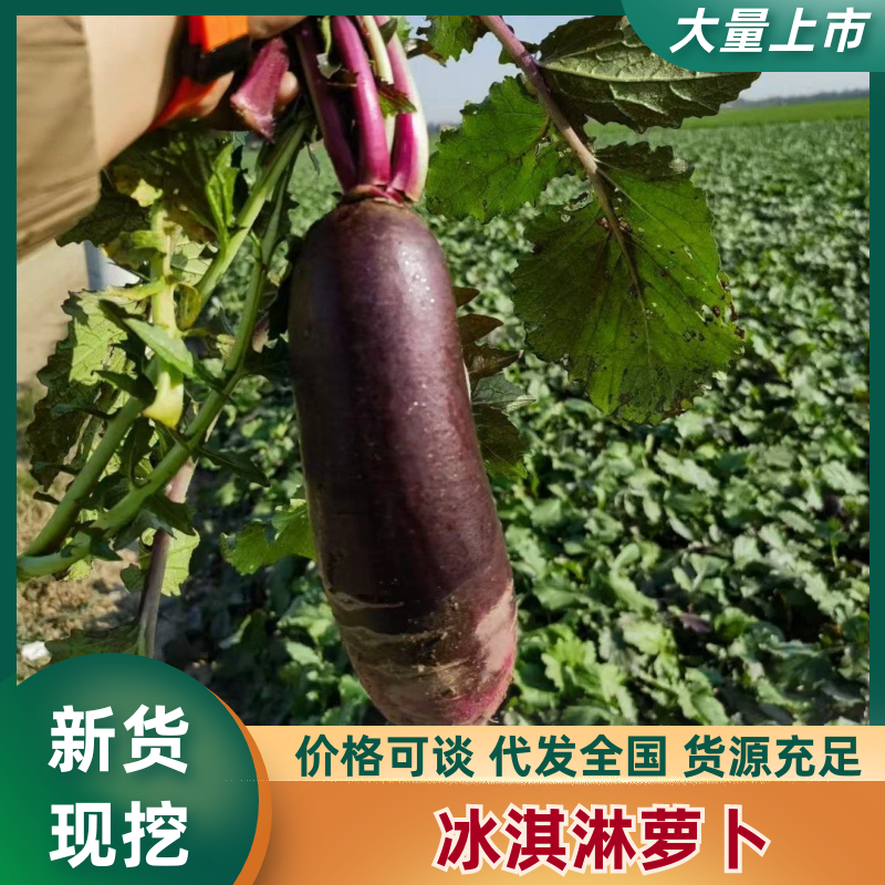 山东潍坊冰淇淋萝卜大量上市中欢迎来电咨询