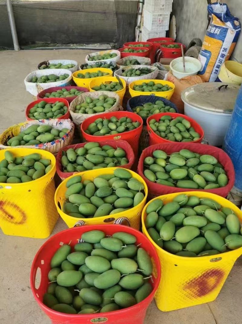 一件代发椰香芒果攀枝花产地现摘现发坏果包赔