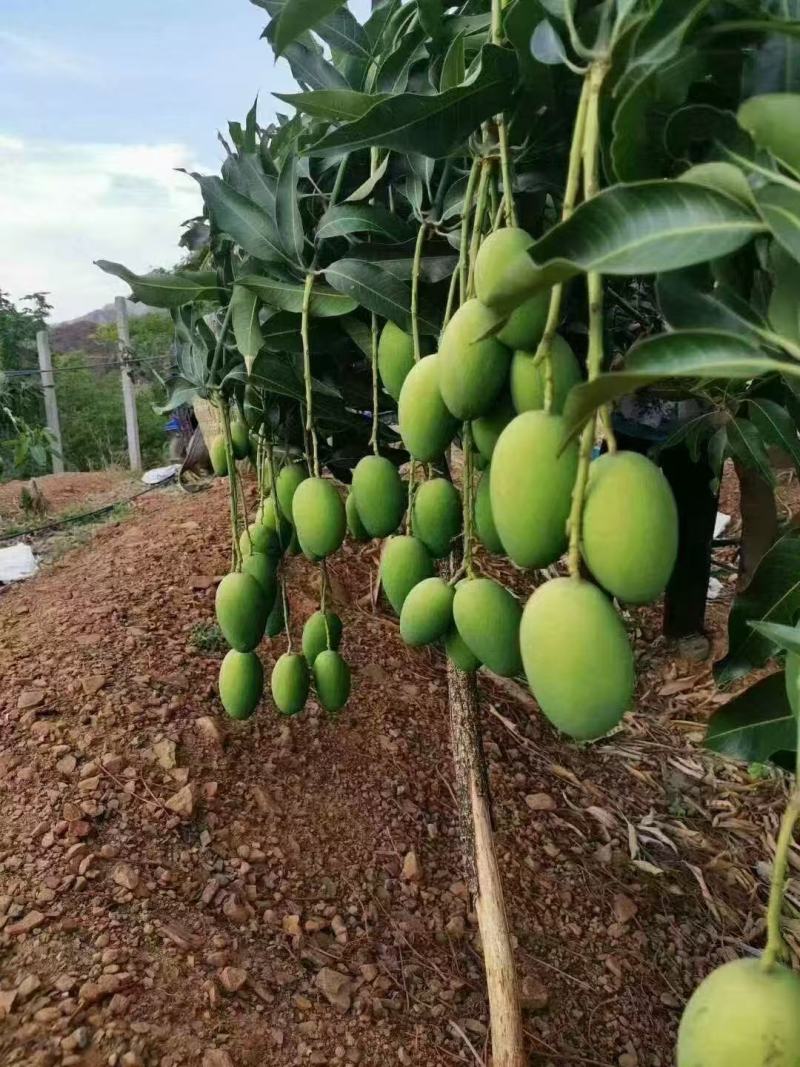 一件代发椰香芒果攀枝花产地现摘现发坏果包赔