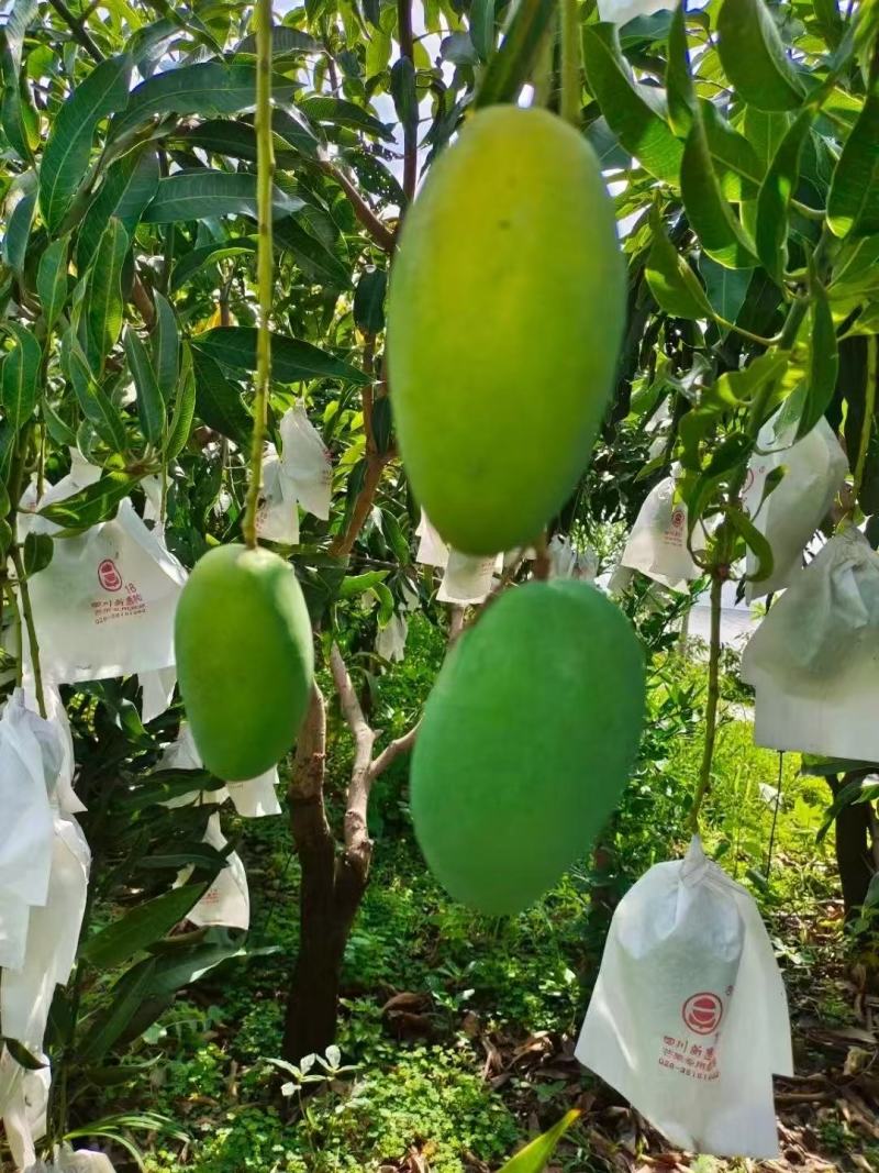 一件代发椰香芒果攀枝花产地现摘现发坏果包赔