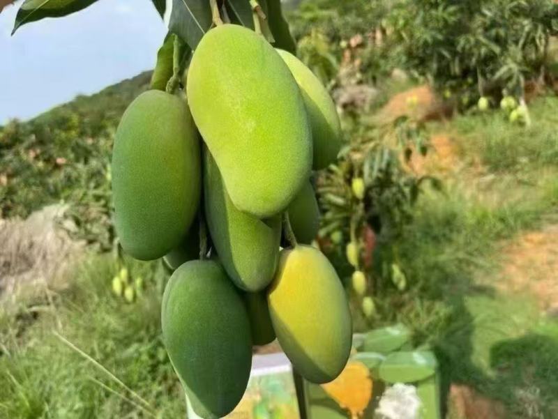 一件代发椰香芒果攀枝花产地现摘现发坏果包赔