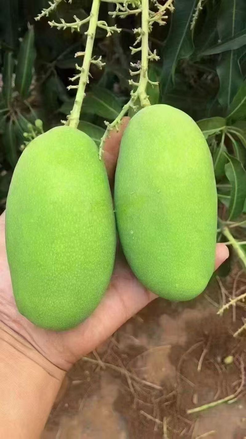 一件代发椰香芒果攀枝花产地现摘现发坏果包赔