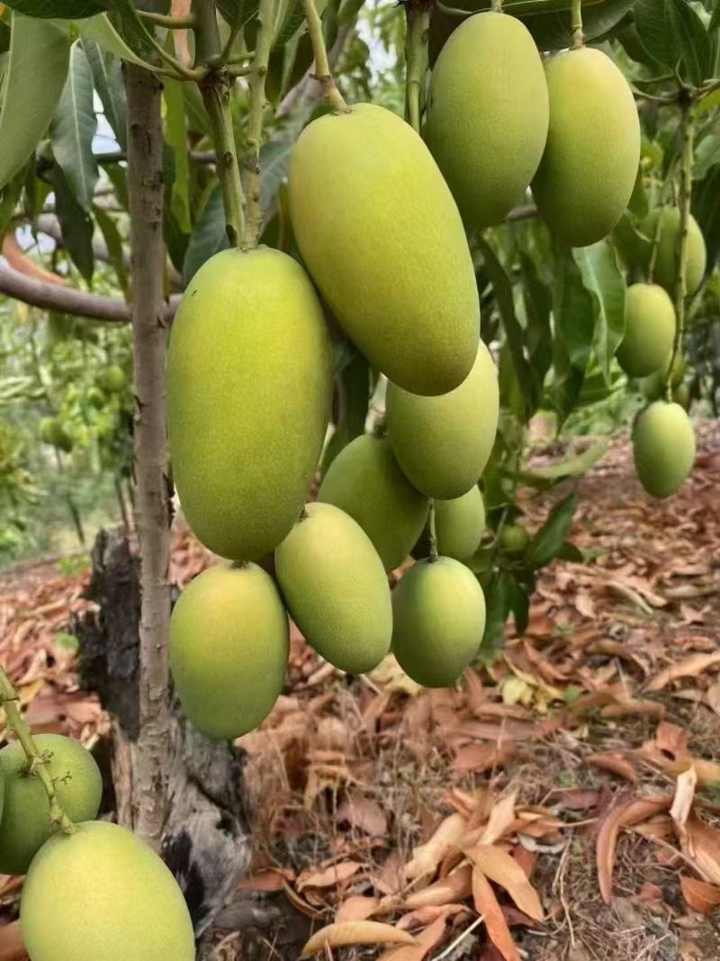 一件代发椰香芒果攀枝花产地现摘现发坏果包赔