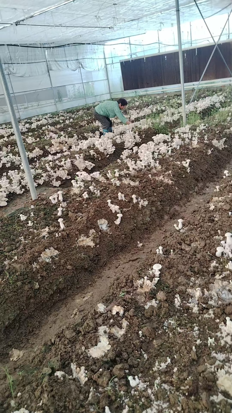 四川新鲜白松茸食用菌松茸食用菌鲜货量大从优