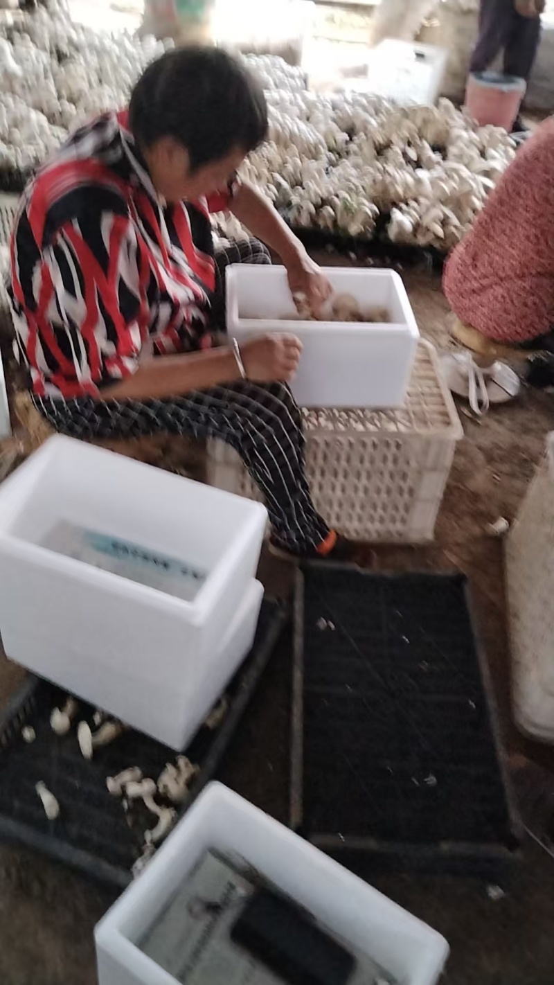 白松茸菌，产地发货，一手货源，欢迎新老客户合作量大优惠