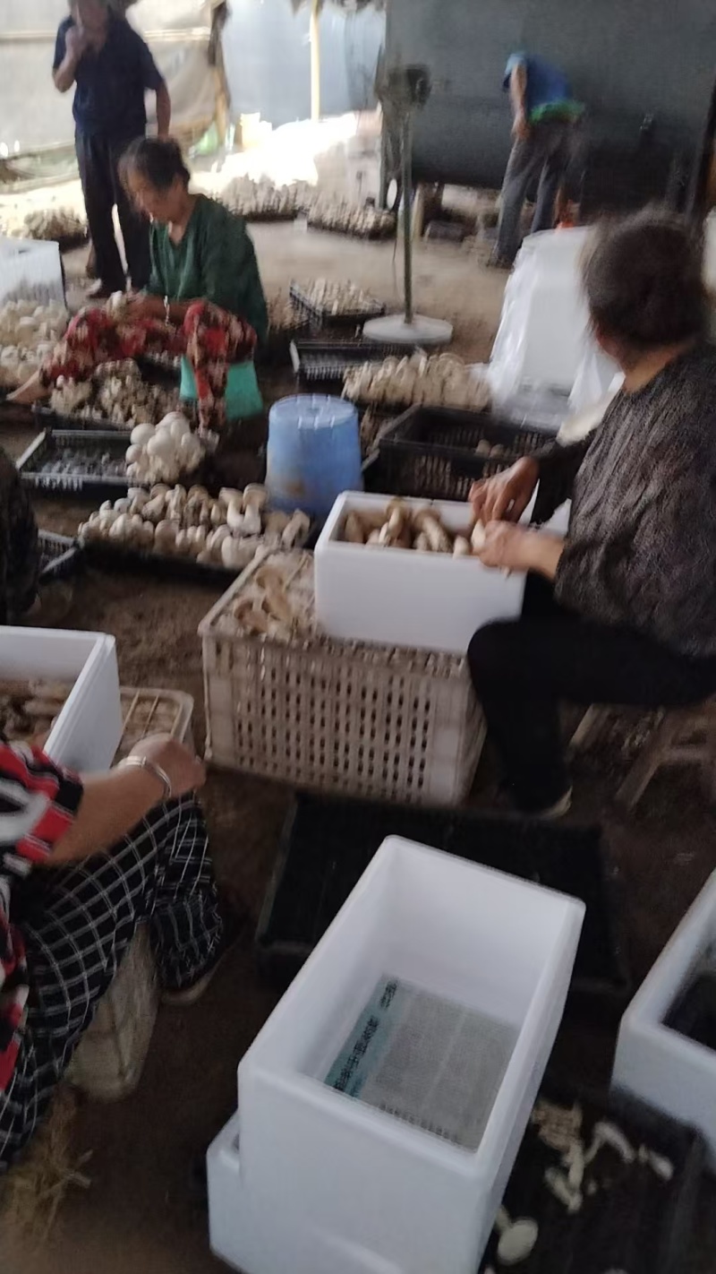 白松茸菌，产地发货，一手货源，欢迎新老客户合作量大优惠