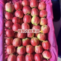 【荐】123苹果铁岭果对接全国大量上市品质保障量大从优