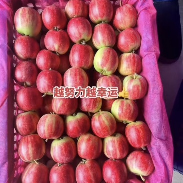 【荐】123苹果铁岭果对接全国大量上市品质保障量大从优