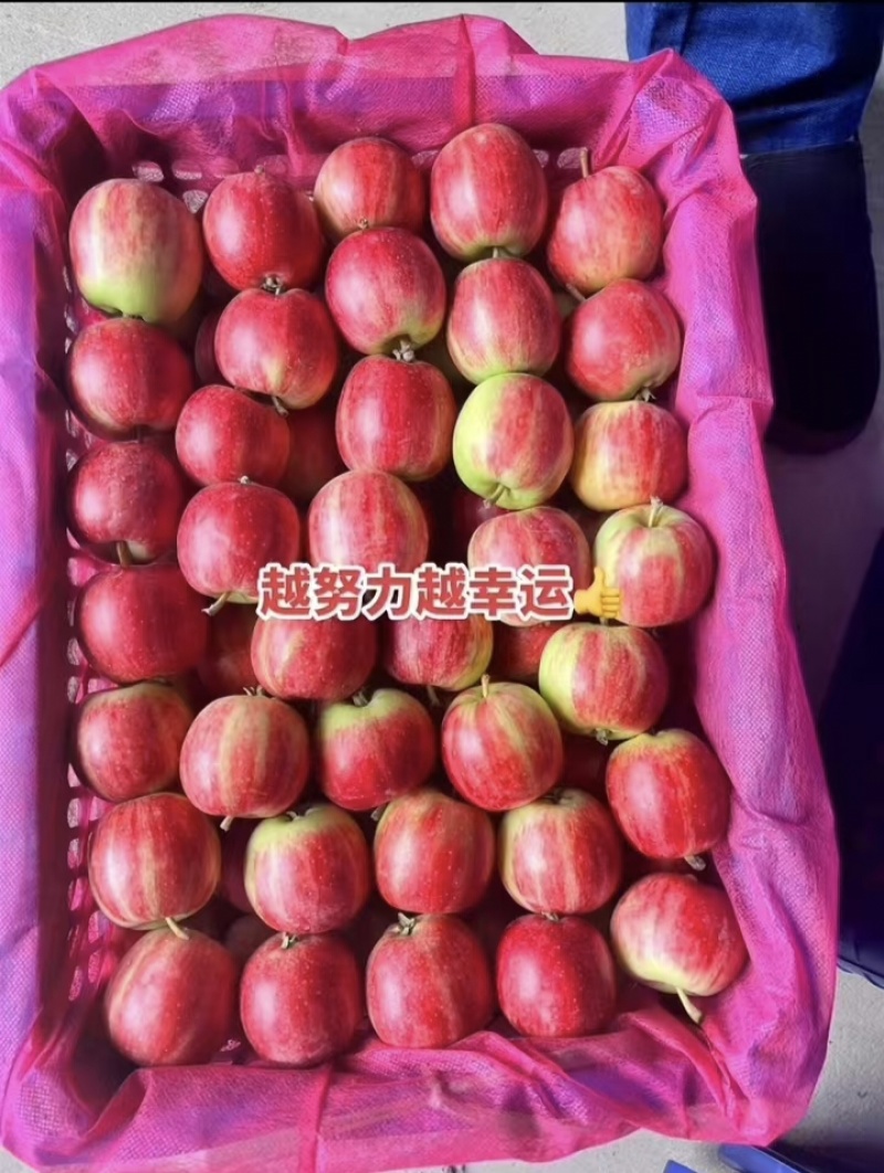 【荐】123苹果铁岭果对接全国大量上市品质保障量大从优