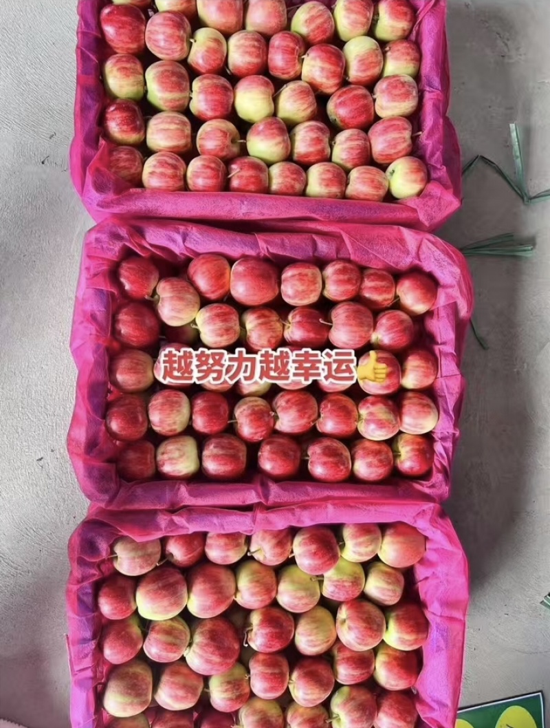 【荐】123苹果铁岭果对接全国大量上市品质保障量大从优