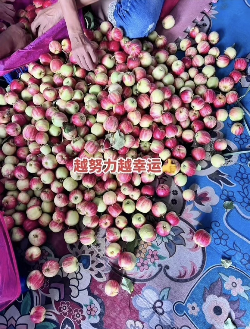 【荐】123苹果铁岭果对接全国大量上市品质保障量大从优