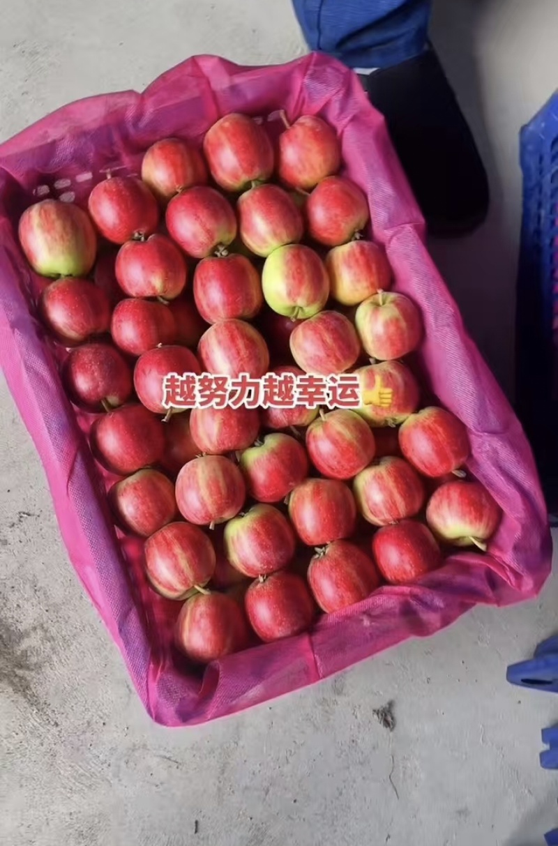 【荐】123苹果铁岭果对接全国大量上市品质保障量大从优