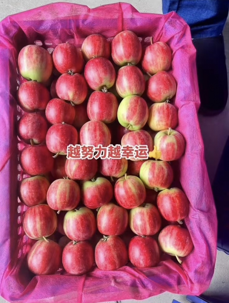 【荐】123苹果铁岭果对接全国大量上市品质保障量大从优