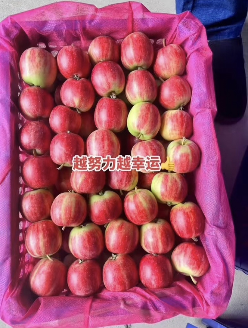 【荐】123苹果铁岭果对接全国大量上市品质保障量大从优