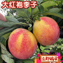 大红袍李子精品李子产地直供提供一条龙服务代发全国