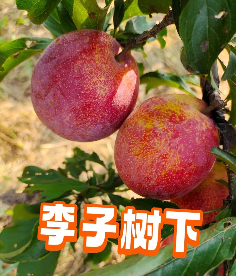 大红袍李子精品李子产地直供提供一条龙服务代发全国