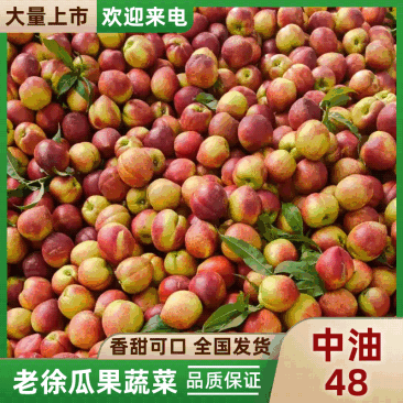油桃48大量现货供应,品质高口感好,脆甜多汁对接电商市场