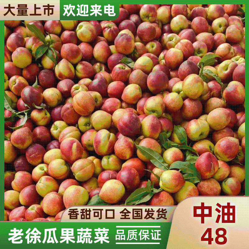 油桃48大量现货供应，品质高口感好，脆甜多汁对接电商市场