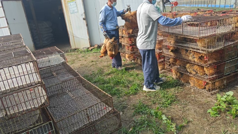安徽本地林下散养土鸡淮南王土鸡纯粮喂养肉质鲜美