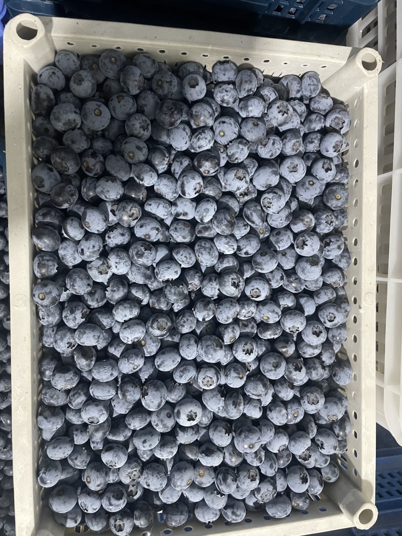 精品蓝莓，一手货源，品种全价格优，诚信经营，提供一条龙服务