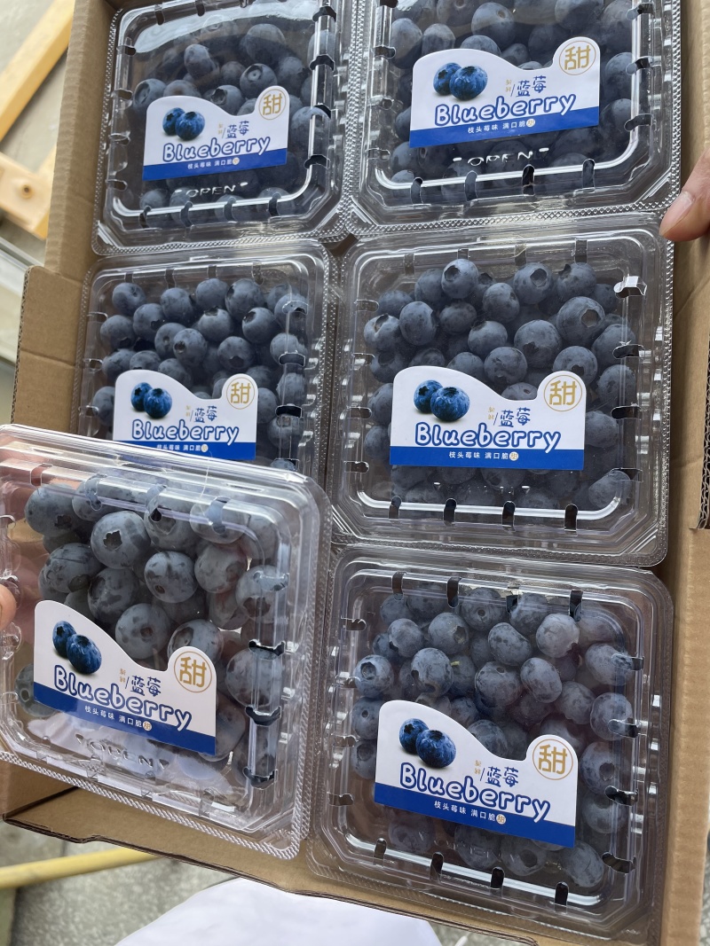 精品蓝莓，一手货源，品种全价格优，诚信经营，提供一条龙服务
