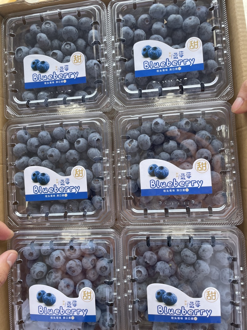瑞卡蓝莓，产地供应，一手货源，可视频看货，量大从优